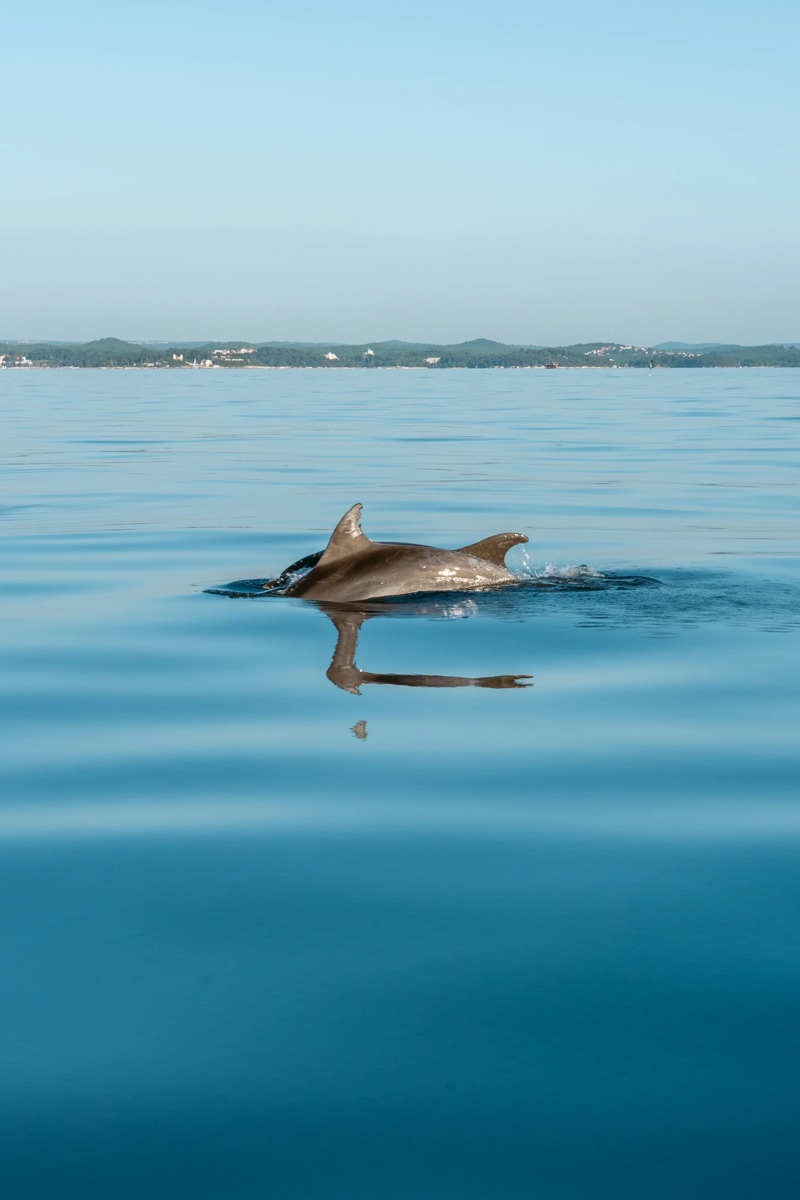 Guided Dolphin Tour