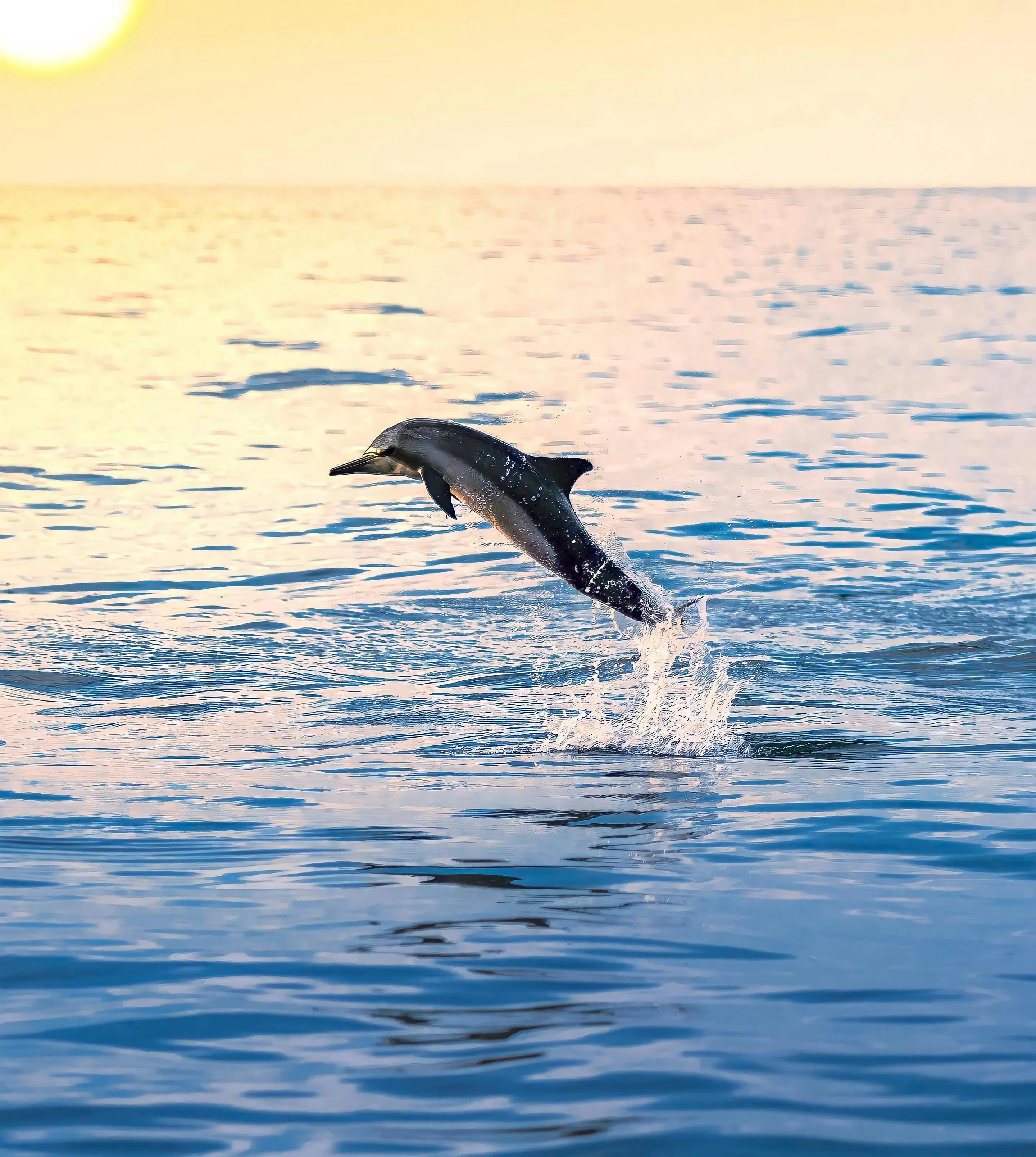 Private Sunset Dolphin Tour