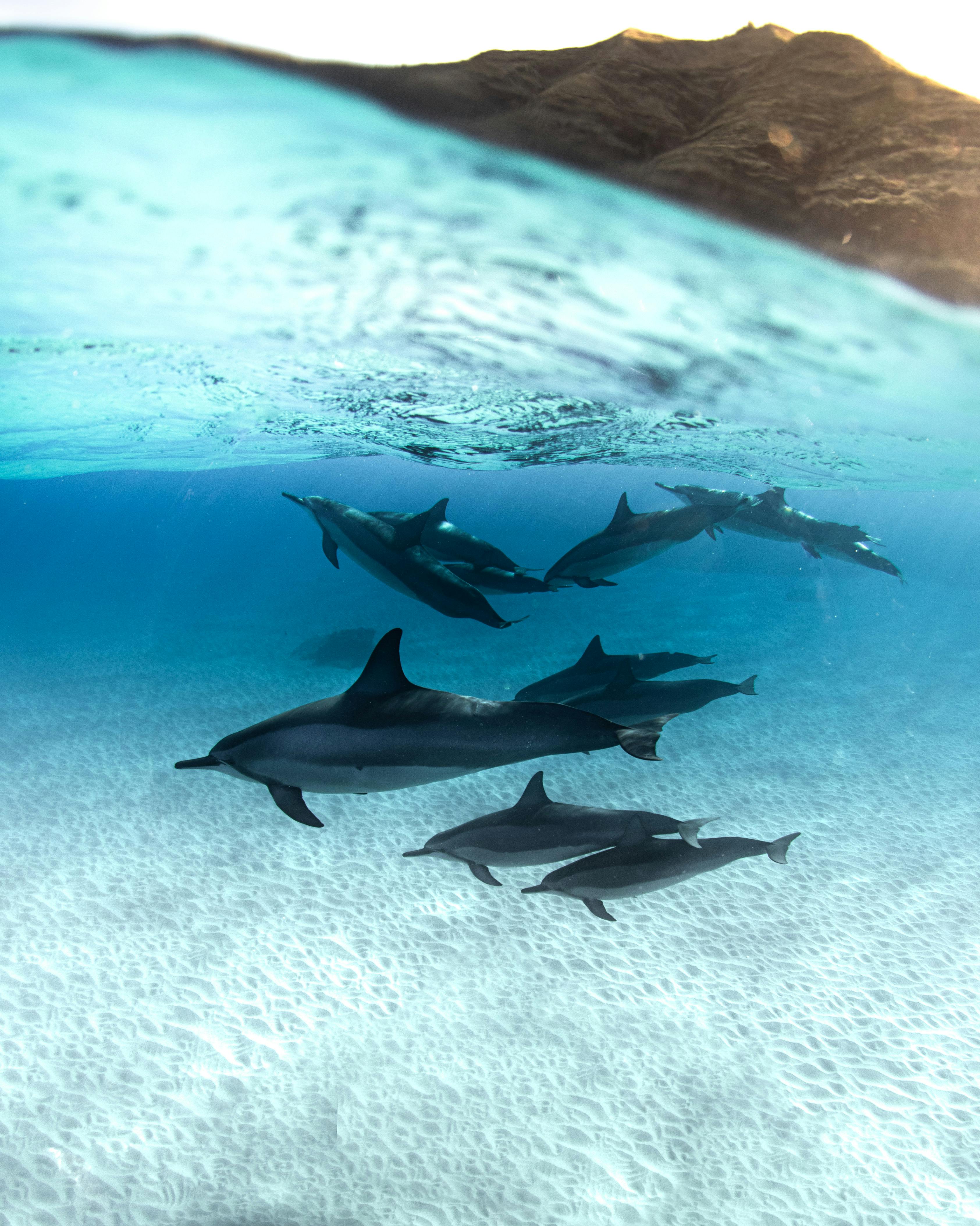 Shared Dolphin Tour